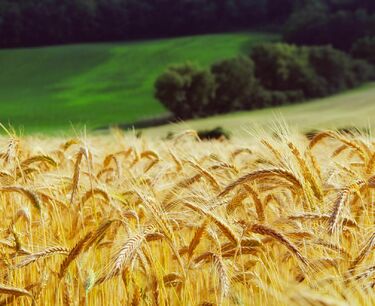 Правительство может ввести минимальную цену на экспорт пшеницы - Цены на нее продолжают снижаться