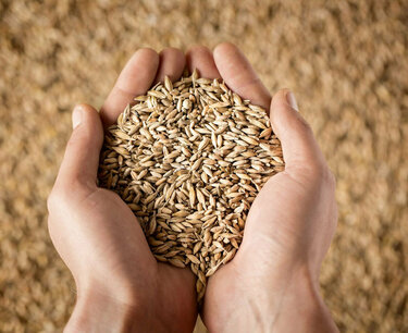 State monitoring of grain and oilseeds in 2023 is carried out according to a simplified scheme