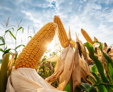Egypt bought 50 thousand tons of corn at the tender