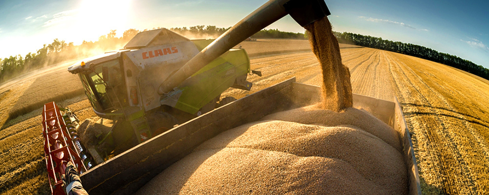 Экспорт зерна и зернобобовых, включая муку, в текущем сельхозгоду может достичь рекордного объёма в 60,5 млн тонн