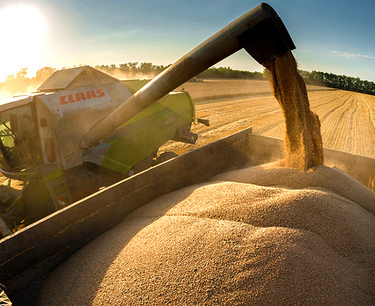 本農業年度包括麵粉在內的穀物和豆類出口量可達到創紀錄的 6050 萬噸