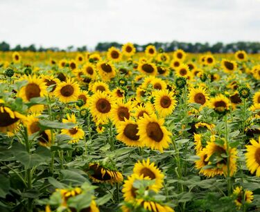 今年俄罗斯向日葵和大豆丰收 将成为一个记录