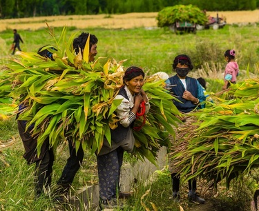 Канадские фермеры выступают на стороне Мексики в кукурузном споре по ГМО с США