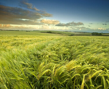 China has already contracted about 600 thousand tons of Australian barley