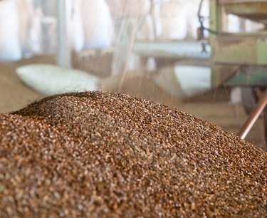 Over 6.5 thousand tons of buckwheat harvested in Belarus