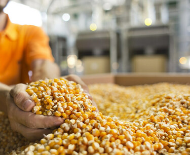 Алжир провел тендер по закупке кукурузы