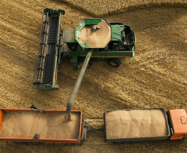 Россия может обеспечить до 40% потребности Алжира в пшенице
