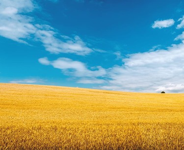 卡琳格勒州农业委员会计划在2024年增加农产品生产和出口。
