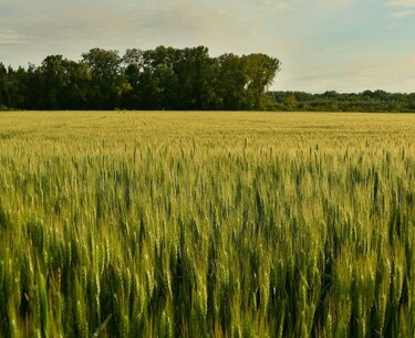中国取消对澳大利亚大麦的反倾销税