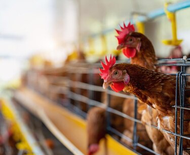菲律宾的鸡肉产量预计将增长2％，达到190万吨，这是由于蛋白质需求增加和猪肉消费减少所导致的。