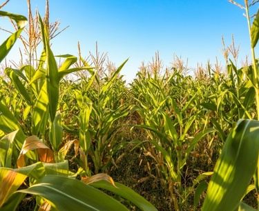 В Северной Осетии планируют собрать 690 тонн зерна кукурузы