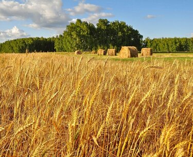Пшеница и кукуруза снизились, соевые бобы выросли в Чикаго в четверг
