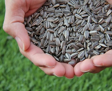 A new factory for the production of sunflower seeds is launching production in the Krasnodar region to meet 25% of Russia's needs.