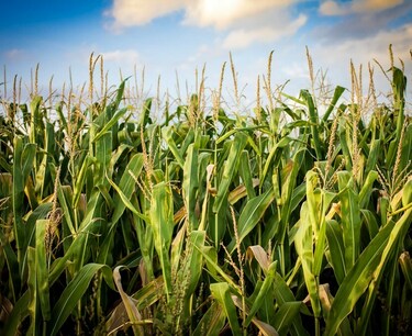 Plans for corn harvesting in Crimea: reach 9,000 tons