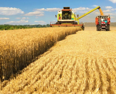 美国春小麦收获结束