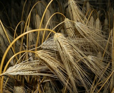 Growth in barley exports and imports to Armenia in September 2023