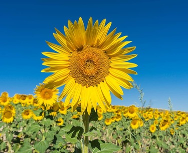 Exports of sunflower oil from Russia have increased by 30% in the first two months of 2024, reaching over 850,000 tons.
