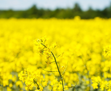 Poland has reduced the area under rapeseed for the 2024/25 harvest