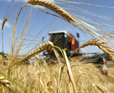 В РФ не планируется сокращение объема экспортной квоты на зерно