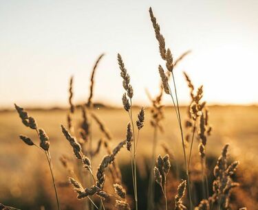 Минсельхоз США повысил прогноз экспорта пшеницы из России до 48 млн т