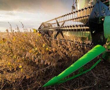 Soybean harvesting has accelerated in the US