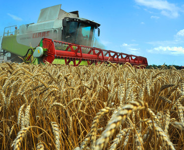 全球粮食市场：周五小麦上涨，玉米、大豆因获利盘下跌