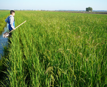 Сбор риса в этом году превысит 1 млн тонн