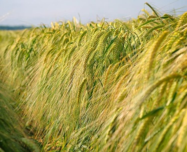 "Tatneft presented a project on deep processing of grain at Innoprom-2024."