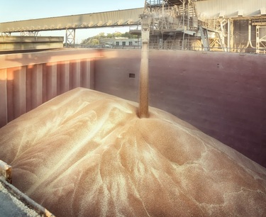 Аналитики предупредили о возможном снижении российского экспорта пшеницы