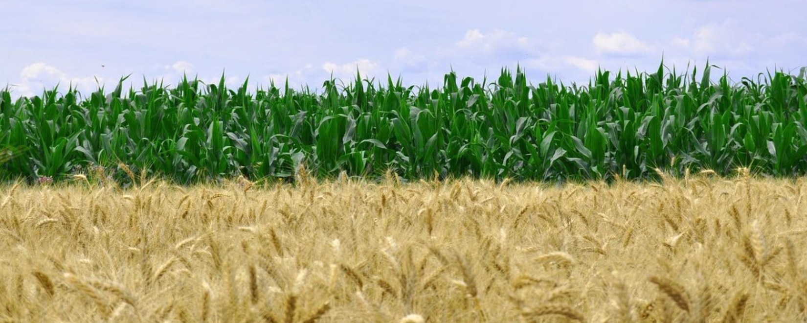 生产地区的干旱降低了欧盟谷物和油籽作物的潜力