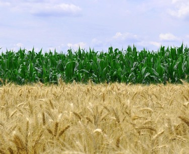 生产地区的干旱降低了欧盟谷物和油籽作物的潜力