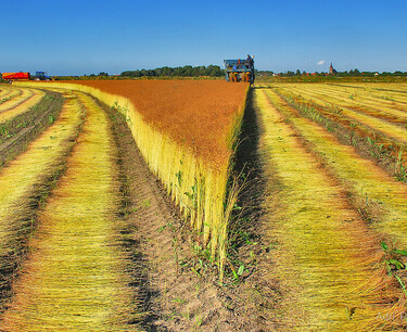 In the Samara region they started harvesting oilseeds