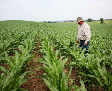 Фьючерсы на кукурузу и сою в Чикаго стабилизировались после падения