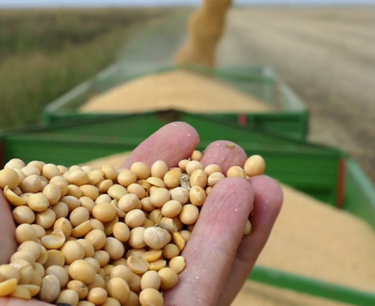World grain market: wheat, corn and soybeans fell sharply on Thursday