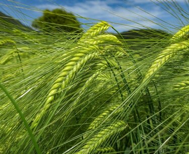 澳大利亚已经看到中国对大麦的需求不断增长