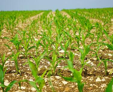 美国农民可能在2024/25年减少玉米种植面积