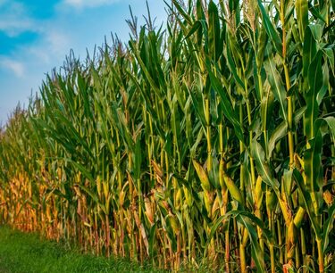 Wheat and corn down, soybeans up ahead of US crop report
