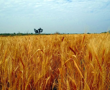Индия разрешает продажу пшеницы из государственных запасов для мукомольных предприятий по низкой цене, чтобы стимулировать производство.