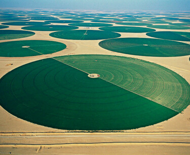 阿联酋将继续在沙漠种植小麦