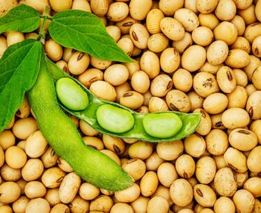 ANEC Experts Increased Soybean and Corn Export Forecasts from Brazil in July