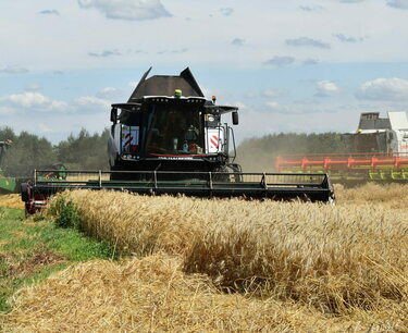 Omsk farmers threshed 1.3 million tons of grain