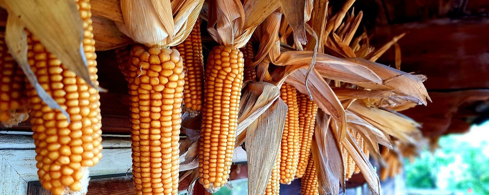 Темпы уборки кукурузы в Бразилии остаются достаточно медленными