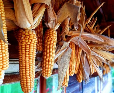 The pace of the Brazilian corn harvest remains quite slow