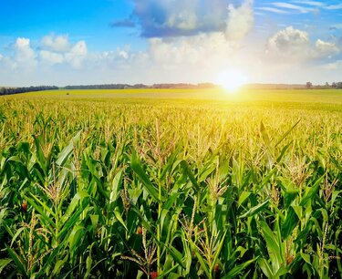 US corn crop forecast raised by 15 million tons