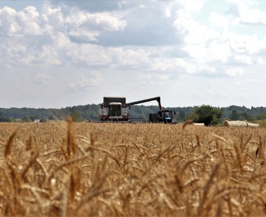 UK winter wheat harvest breaks 5-year record
