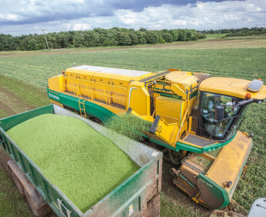 In the Rostov region, the pea harvest began to break records