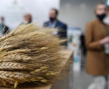 Продано 12 контрактов пшеницы на российских биржах: общий объем - 6660 т, средняя цена - 12869 руб/тонна