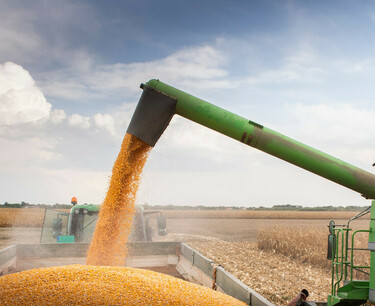 阿尔及利亚在招标中购买了超过50万吨小麦