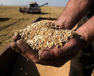 哈薩克斯坦國內小麥價格上漲 - APK-Inform