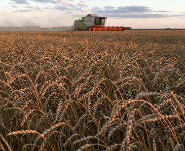 World grain market: prices for corn and soybeans rose on Friday, prices for wheat fell